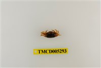 藏品(乳白南方招潮蟹)的圖片